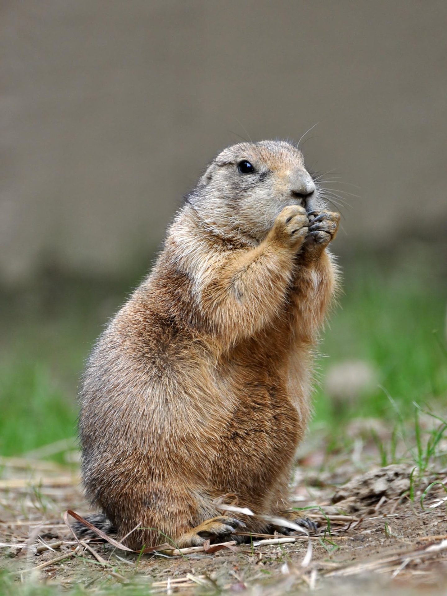 A prairie dog standing upright on the plains